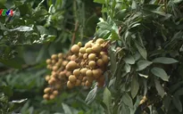 Sắp diễn ra lễ hội tôn vinh nhãn lồng Hưng Yên lần thứ nhất