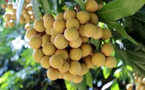 Thử nghiệm xuất khẩu nhãn Sông Mã sang Mỹ