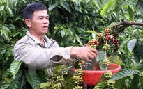 Brazil bất ngờ đình chỉ quyết định nhập khẩu cà phê Việt Nam