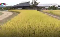 Ngành nông nghiệp Fukushima phục hồi sau sự cố rò rỉ phóng xạ