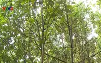 Nhật Bản triển khai nhiều dự án trồng rừng tại Việt Nam