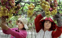 Nho, táo Ninh Thuận khan hiếm hàng