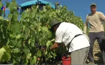 Italy hạn chế mở rộng diện tích trồng nho