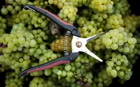 Pháp: Nạn trộm nho ở Bordeaux gia tăng khi thu hoạch thất bát