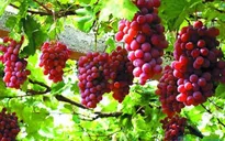 Sử dụng công nghệ bóng bay trong trồng nho