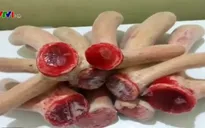 Hương Sơn vào mùa cắt nhung hươu