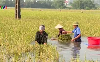Ninh Bình khắc phục ảnh hưởng do mưa lũ