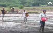 Nông dân Ninh Thuận không bỏ hoang đất ruộng sau mưa lũ