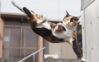 Ngộ nghĩnh loạt ảnh mèo hóa... ninja