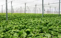 Đề xuất chính sách về sản xuất nông nghiệp hữu cơ