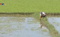 Phú Yên hỗ trợ nông dân thiệt hại vụ Đông Xuân