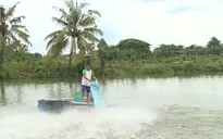 ĐBSCL: Nông dân ồ ạt thả nuôi cá tra