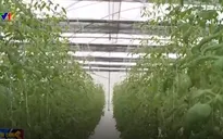 Khởi động gói tín dụng cho nông nghiệp công nghệ cao