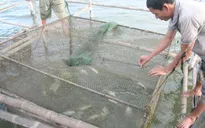 Thừa Thiên - Huế đầu tư 1.200 tỷ đồng tái cơ cấu nông nghiệp