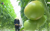 Đã giải ngân 33.000 tỷ đồng cho sản xuất nông nghiệp công nghệ cao