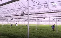 Bắt tín hiệu thị trường - Tiêu chí quan trọng với sản xuất nông nghiệp