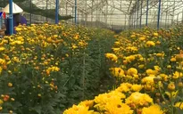 Vùng trồng hoa Thái Phiên (Lâm Đồng) được công nhận là vùng nông nghiệp công nghệ cao