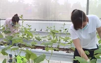 DN loay hoay với bộ tiêu chí xác định dự án nông nghiệp công nghệ cao