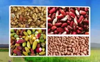 Tạm ngừng nhập khẩu 4 loại nông sản từ Indonesia