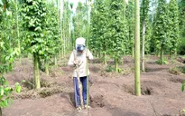 Nghịch lý nông sản được mùa, mất giá: Do tâm lý đám đông?