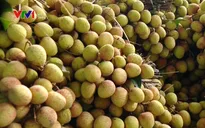 Hạn chế phụ thuộc vào thị trường Trung Quốc, nông sản Việt nỗ lực tìm thị trường mới