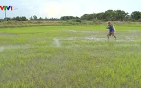 Nông trại lúa hữu cơ ở Đồng Tháp hút khách du lịch