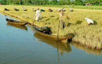 Cần Thơ kiến nghị xóa 259 tỷ đồng lãi vay cho Nông trường Sông Hậu