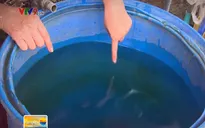 TP.HCM: Có đường ống đến cửa nhưng dân vẫn phải dùng nước giếng khoan