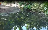Người dân Đồng Tháp mang bệnh vì dòng kênh ô nhiễm