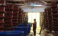 Nước mắm Phú Quốc được công nhận là nghề truyền thống