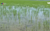 Thừa Thiên – Huế chủ động nguồn nước tưới mùa nắng hạn