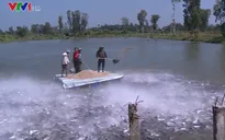 DN tăng cường liên kết với người nuôi cá tra