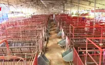 Thủ phủ chăn nuôi lợn tại Đồng Nai trên bờ vực phá sản