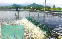 Khuyến cáo không nuôi tôm thẻ chân trắng trong ao tôm tự nhiên