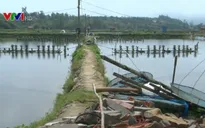 Tháo gỡ khó khăn vùng nuôi tôm bị bỏ hoang