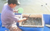 Xây dựng mô hình xử lý bệnh trên tôm nuôi bền vững