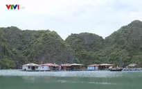 Nuôi trồng thủy sản gắn với du lịch trên vịnh Hạ Long