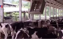 Ngành chăn nuôi Việt Nam đóng góp tích cực vào mục tiêu phát triển bền vững