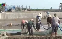 Nghệ An: Vào vụ nuôi ngao thương phẩm
