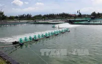 Xây dựng trạm bơm nước biển phục vụ nuôi tôm trên cát