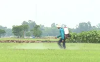 Ô nhiễm môi trường do hoạt động nông nghiệp ở ĐBSCL