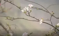 Hoa ban rừng giữa Thủ đô