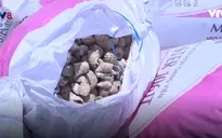 Ốc hương nuôi chết bất thường tại Khánh Hòa