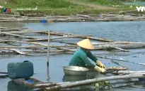 Tái diễn lấn chiếm đất mặt nước để nuôi ốc cháy trên đầm Ô Loan