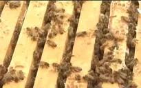 Nghiên cứu mới về tác dụng của thuốc trừ sâu tới loài ong
