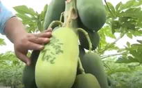 Hàng nghìn trái cây được tạo hình độc, lạ phục vụ Tết