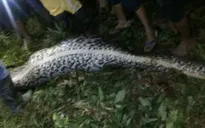 Kinh hãi cơ thể người đàn ông nằm gọn trong bụng con trăn