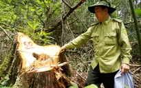 Thủ đoạn mới phá rừng trái phép