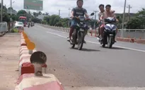 Phá hoại thiết bị phản quang trên cầu Sêrêpốk