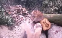 Thủ đoạn của các đối tượng phá rừng, chiếm đất ở Tĩnh Gia, Thanh Hóa